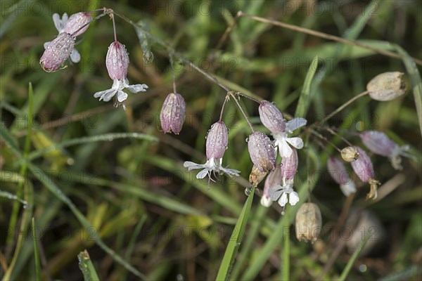 Blossoms of bladder campion