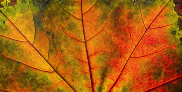 Autumn coloured maple