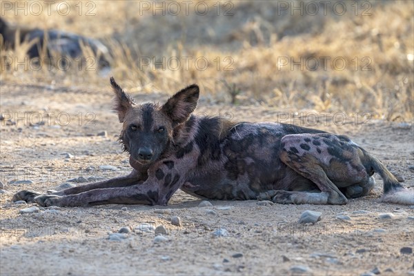 African wild dog