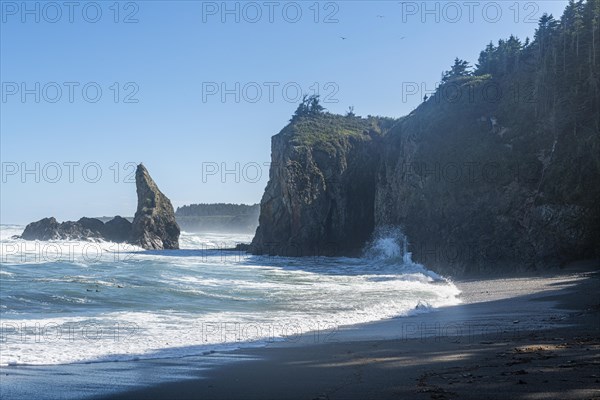 Cape giant