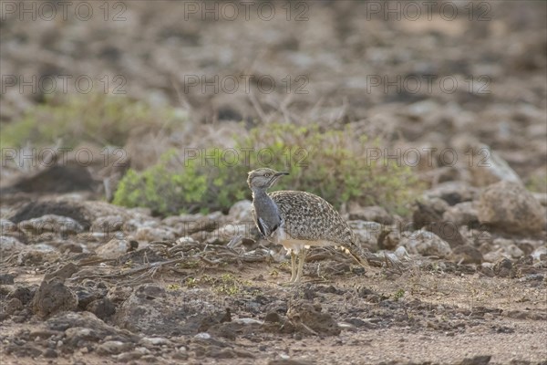 Rare cantilever bustard