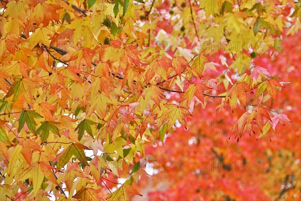 Magnificent amber trees