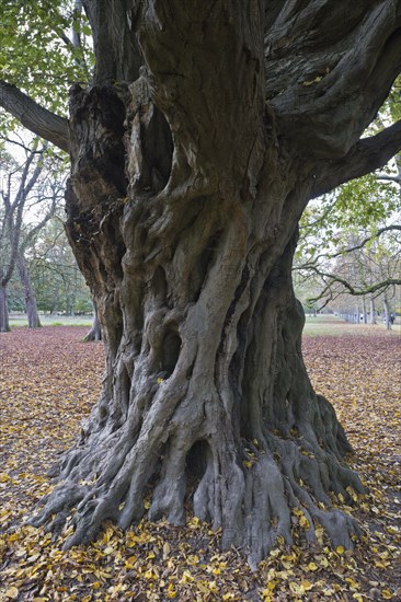 Old european hornbeam