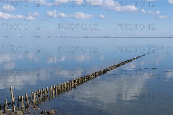 Flax in the Wadden Sea