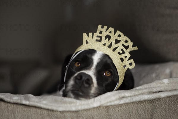 Cute dog with happy new year crown