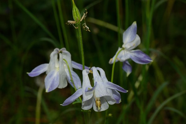 Wood columbine three open white-violet flowers next to each other