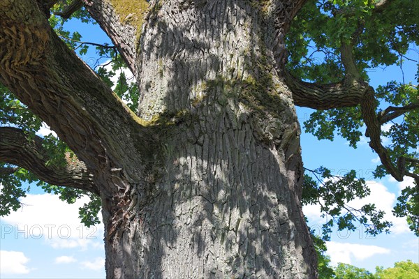 Trunk and branches of a mighty English oak