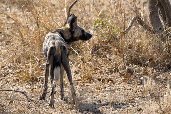 African wild dog