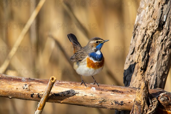 White-spotted bluethroat