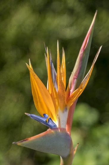 Strelitzia