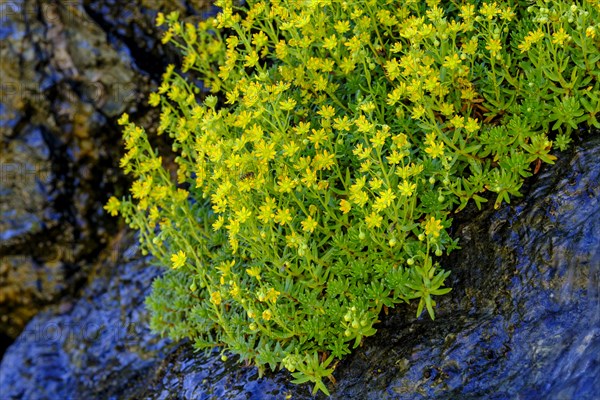 Yellow saxifrage