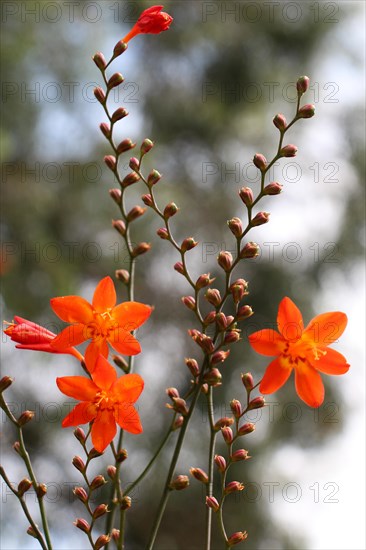 Beautiful Crocosmia flowers in nature background