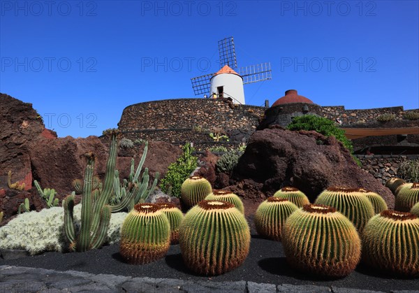 Golden barrel cactus