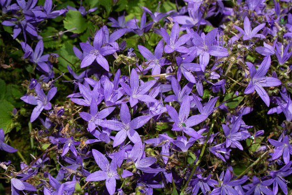 Cushion bellflower