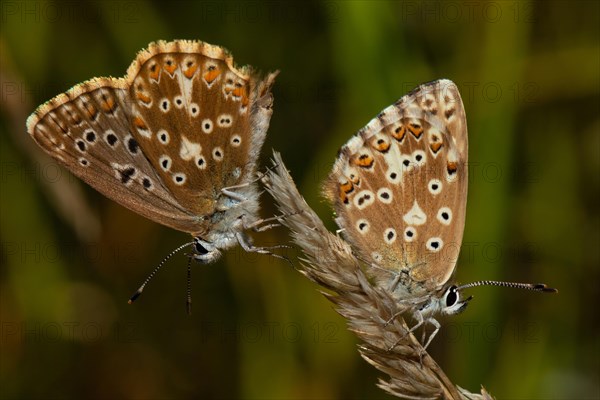 Silver-green blue two moths with closed wings sitting on brown stalk different sighting