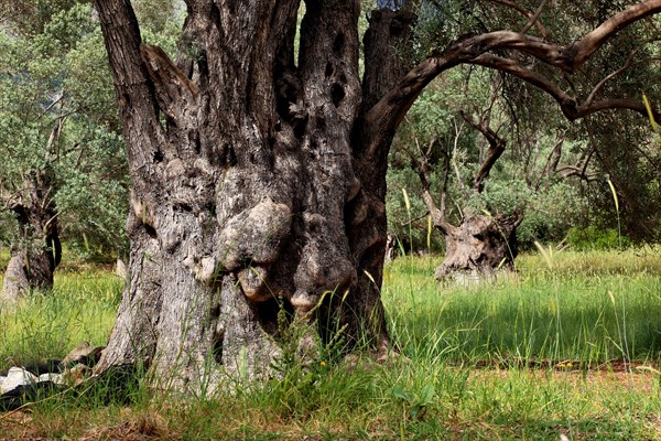 Old olive trees with thick trunks