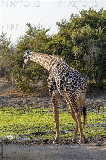 Rhodesian giraffe