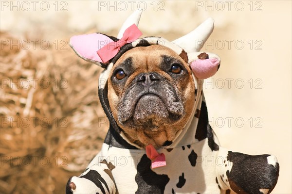 Portrait of French Bulldog dog wearing funny full body Halloween cow costume with fake arms