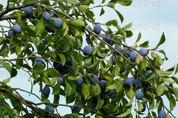 Plums on a branch with many blue fruits and green leaves against a blue sky