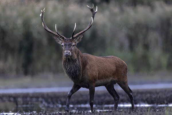 Red deer