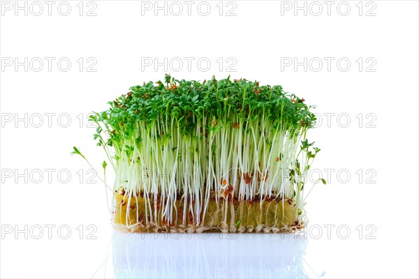 Fresh microgreens. Sprouts of watercress isolated on white background