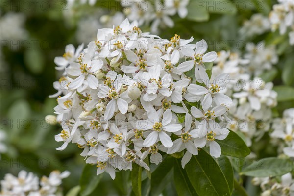 Orange blossom