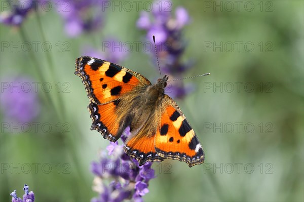 Small tortoiseshell