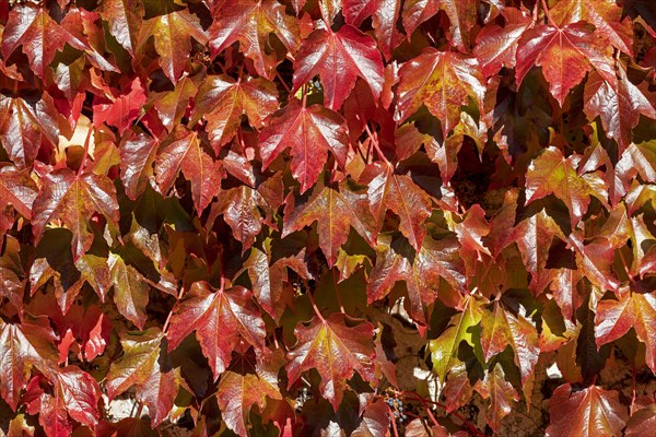 Autumn Vine Leaves