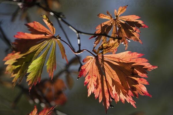 Fullmoon maple