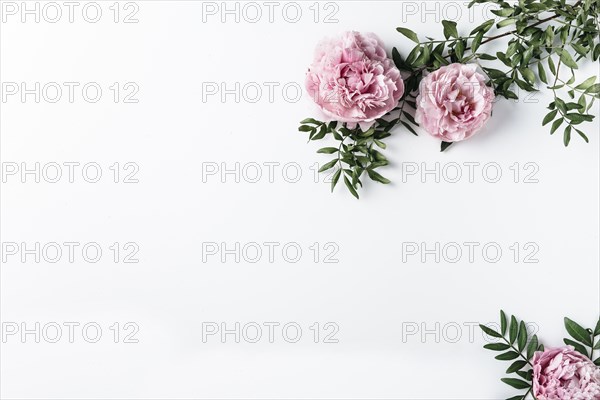 Top view pink carnations. Resolution and high quality beautiful photo