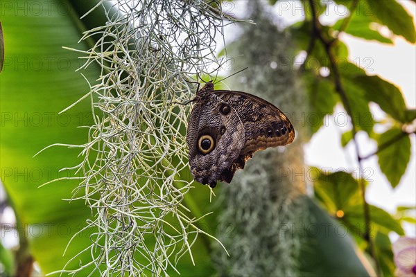 Owl butterfly