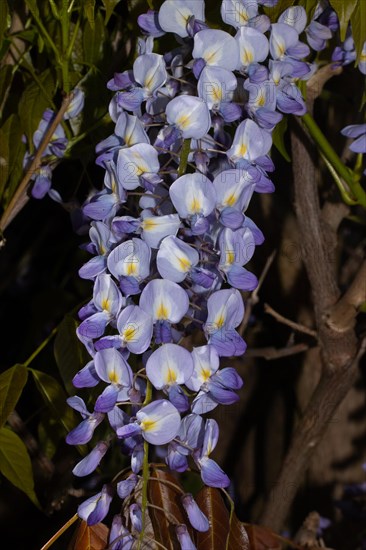 Blue rain flower panicle with a few open purple flowers