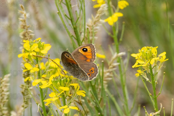 Brown-eyed moth with open wings sitting on yellow flowers