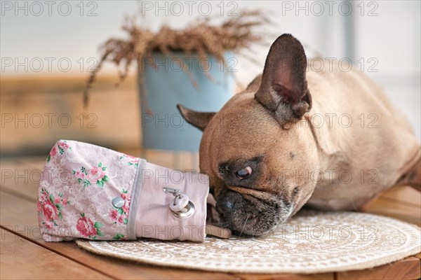 French Bulldog dog eating treats out of homemade treat bag