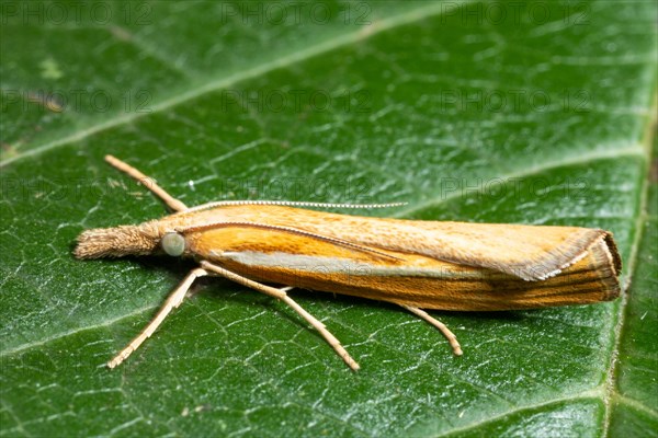 Striped grass borer butterfly with closed wings sitting on green leaf looking left