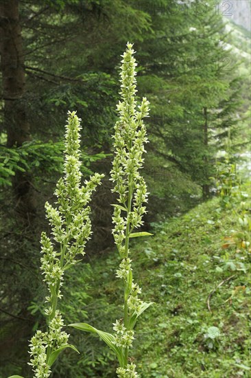 White false helleborne