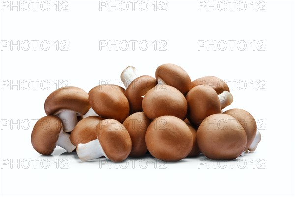 Fresh brown champignon isolated on white background