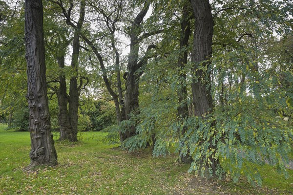 Robinia