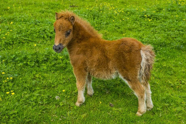 Baby Shetland ponies