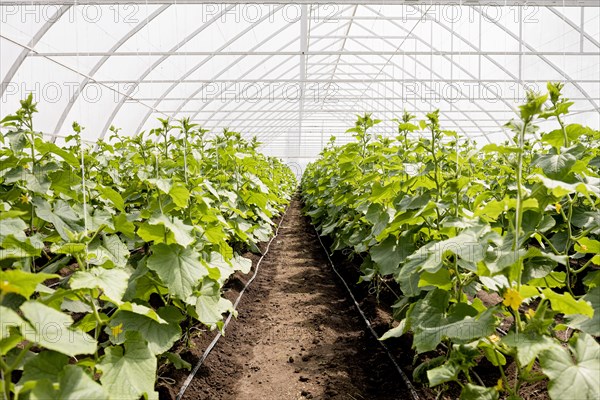 Long shot greenhouse plant rows. Resolution and high quality beautiful photo