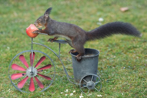 Squirrel eating apple on bicycle with pot stretched standing in green grass left looking