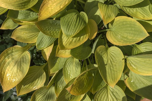 Autumn coloured leaves of a hosta