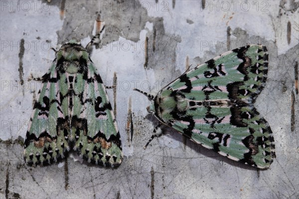 Celadon owl two moths sitting next to each other on a tree trunk seeing different from behind