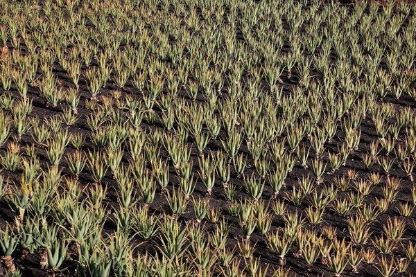 Aloe Vera Plantation at Orzola