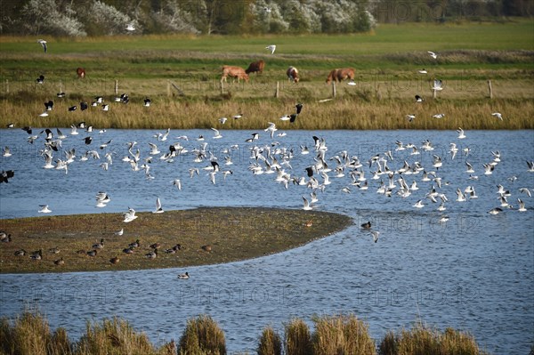 Young black-headed gulls