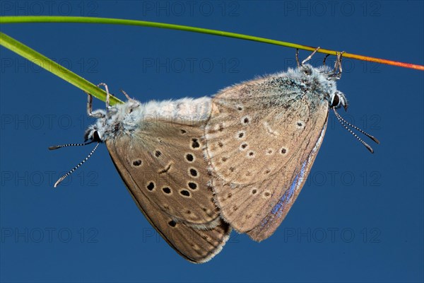 Mountain Alcon blue two moths mating hanging on green stalk seeing different in front of blue sky