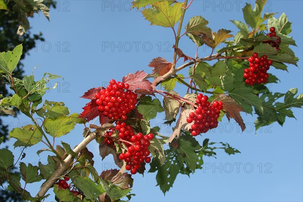 Guelder rose