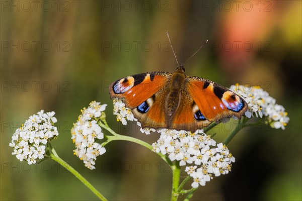 European peacock