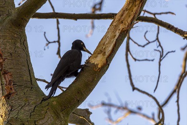 Black Woodpecker