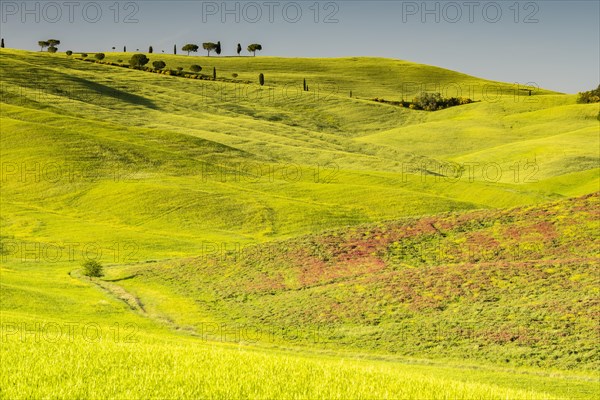 Fields near San Quirico dOrcia